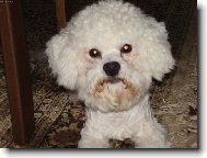 Bichon � poil fris�, Bichon Frise