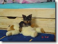 Jork��rsk� terier, Yorkshire Terrier,