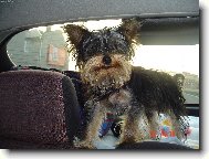 Jork��rsk� terier, Yorkshire Terrier,