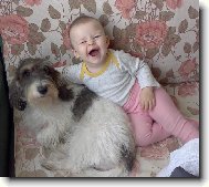 Petit Basset griffon vend�en, Petit Basset Griffon Vendeen