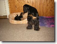 Jork��rsk� terier, Yorkshire Terrier,