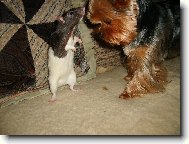Jork��rsk� terier, Yorkshire Terrier,