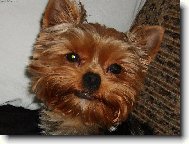 Jork��rsk� terier, Yorkshire Terrier,