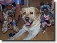 Jork��rsk� terier, Yorkshire Terrier,