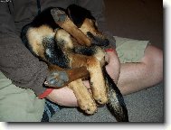 Slovensky Kopov, Slovakian Hound