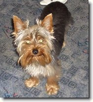 Jork��rsk� terier, Yorkshire Terrier,