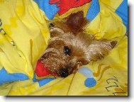 Jork��rsk� terier, Yorkshire Terrier,