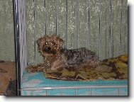 Jork��rsk� terier, Yorkshire Terrier,