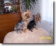 Jork��rsk� terier, Yorkshire Terrier,