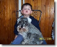 Zwergschnauzer, Miniature Schnauzer