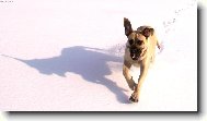 English Mastiff
