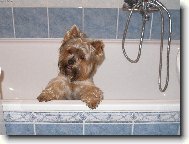 Jork��rsk� terier, Yorkshire Terrier,