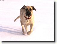 English Mastiff