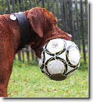 R�vidsz�r� Magyar Vizsla, Hungarian Short-haired Pointing Dog
