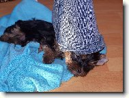 Jork��rsk� terier, Yorkshire Terrier,
