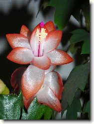 Schlumbergera