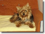 Jork��rsk� terier, Yorkshire Terrier,