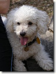 Bichon � poil fris�, Bichon Frise
