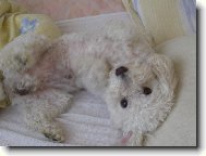 Bichon � poil fris�, Bichon Frise