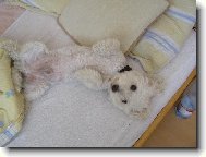 Bichon � poil fris�, Bichon Frise