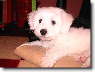Bichon � poil fris�, Bichon Frise