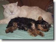 Jork��rsk� terier, Yorkshire Terrier,