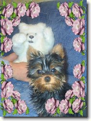 Chinese Crested Dog
