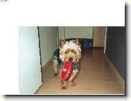 Jork��rsk� terier, Yorkshire Terrier,
