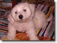 Bichon � poil fris�, Bichon Frise
