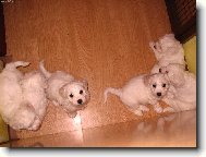 Bichon � poil fris�, Bichon Frise