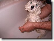 Bichon � poil fris�, Bichon Frise
