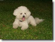 Bichon � poil fris�, Bichon Frise