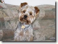 Jork��rsk� terier, Yorkshire Terrier,