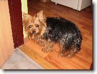 Jork��rsk� terier, Yorkshire Terrier,