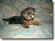 Jork��rsk� terier, Yorkshire Terrier,