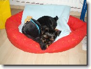 Jork��rsk� terier, Yorkshire Terrier,