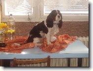Cavalier King Charles Spaniel