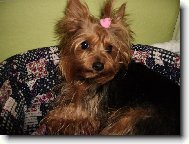 Jork��rsk� terier, Yorkshire Terrier,
