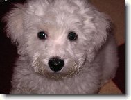 Bichon � poil fris�, Bichon Frise