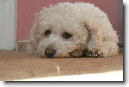 Bichon � poil fris�, Bichon Frise