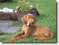 R�vidsz�r� Magyar Vizsla, Hungarian Short-haired Pointing Dog