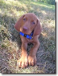 R�vidsz�r� Magyar Vizsla, Hungarian Short-haired Pointing Dog