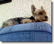Jork��rsk� terier, Yorkshire Terrier,
