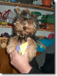 Jork��rsk� terier, Yorkshire Terrier,