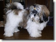 �icu, Shih-Tzu