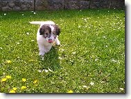 Maltese