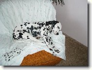 Dalmatinac, Dalmatian