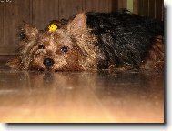 Jork��rsk� terier, Yorkshire Terrier,