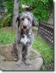 Chinese Crested Dog