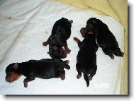 Jork��rsk� terier, Yorkshire Terrier,
